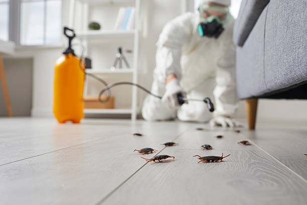Post-Treatment Bed Bug Interceptor Monitoring in Jonesboro